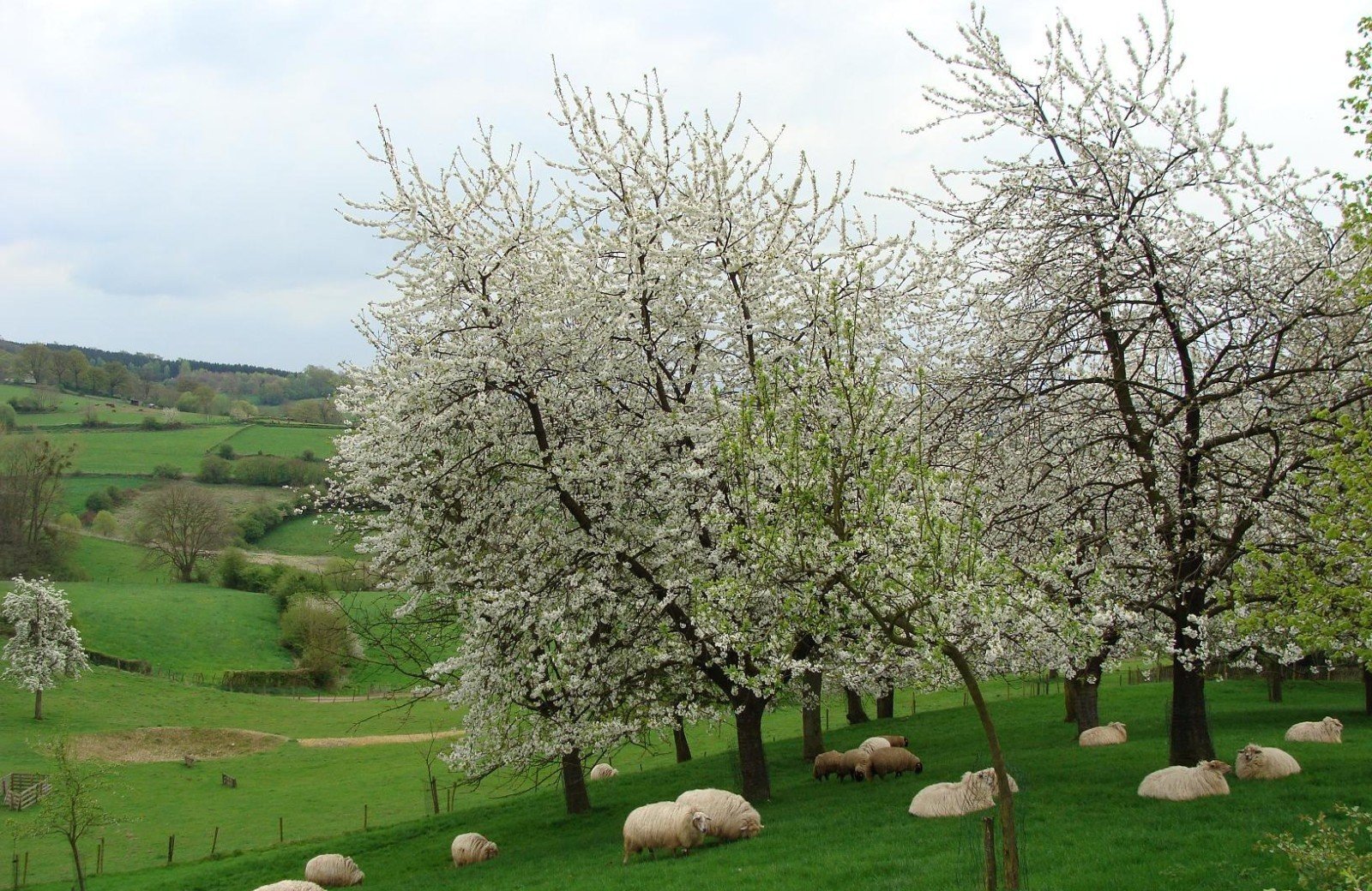 Camping Limburg met hond